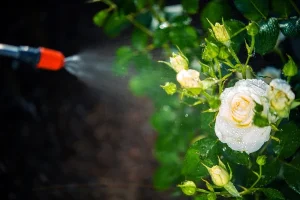 dératisation Fublaines
