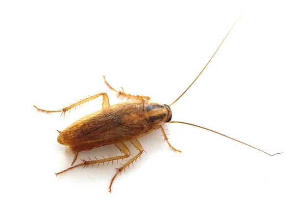 desinsectisation Tournan en Brie