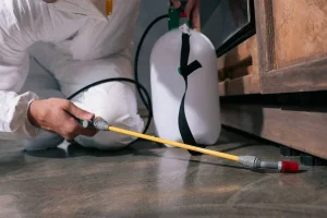 Dératisation rapide quelles sont les méthodes les plus efficaces