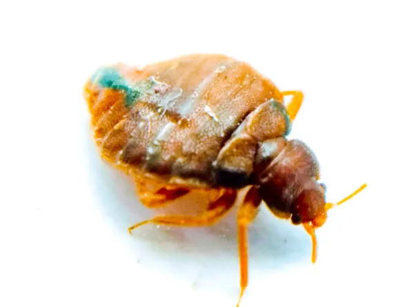 Punaise de lit Louvres