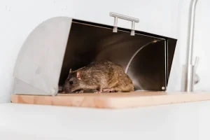 Les avantages d'une dératisation préventive pour les bâtiments commerciaux