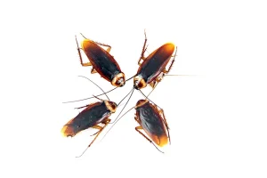desinsectisation Senlisse