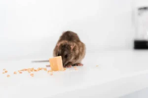 Les meilleures méthodes de désinsectisation pour éliminer les nuisibles