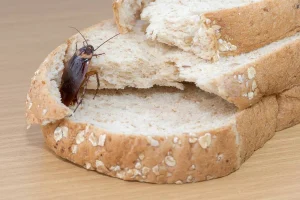 desinsectisation Villennes sur Seine