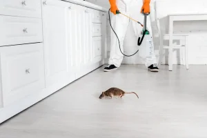 Dératisation appartement quelles sont vos responsabilités en tant que locataire