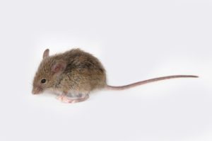 dératisation Sermaise