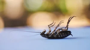 Comment prévenir une infestation d'insectes après une désinsectisation