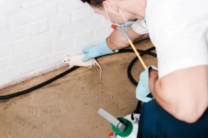Pourquoi les rats envahissent-ils les maisons et comment les en éloigner