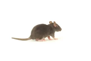 dératisation Livilliers