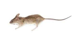 dératisation Croissy Beaubourg