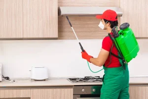Comment réussir une dératisation efficace chez soi