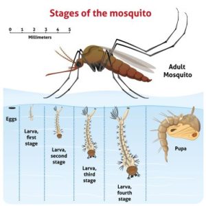 dératisation Lumigny Nesles Ormeaux