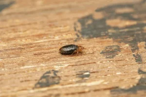 desinsectisation Bailly Romainvilliers