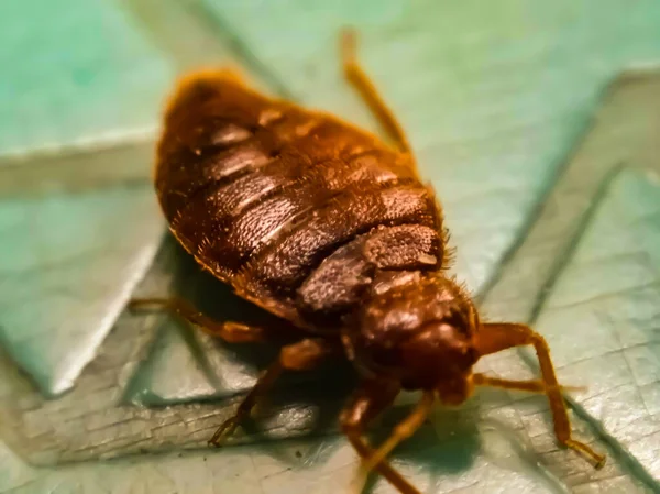 Punaise de lit Maisse