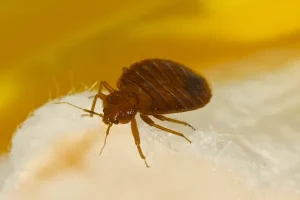desinsectisation Pommeuse