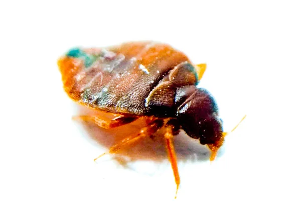 Punaise de lit Béthemont la Forêt