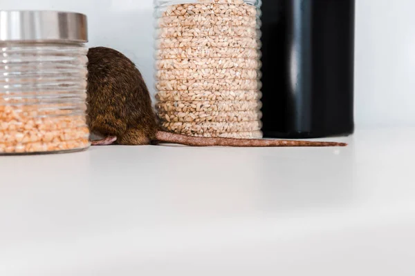 Désinsectisation comment éliminer les blattes dans votre cuisine