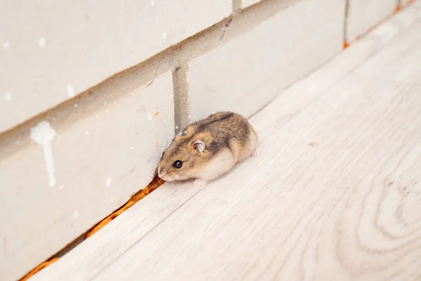 Les dangers des insectes pour la santé et comment les éviter avec la désinsectisation