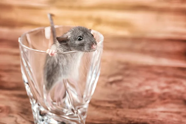 Comment empêcher les rats de revenir après une dératisation