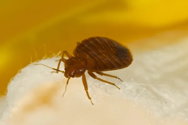 Pourquoi les punaises de lit sont un problème grandissant