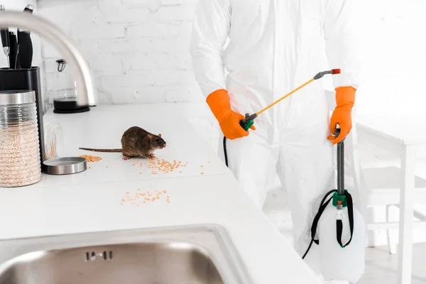 Comment se débarrasser des rats dans les bâtiments anciens