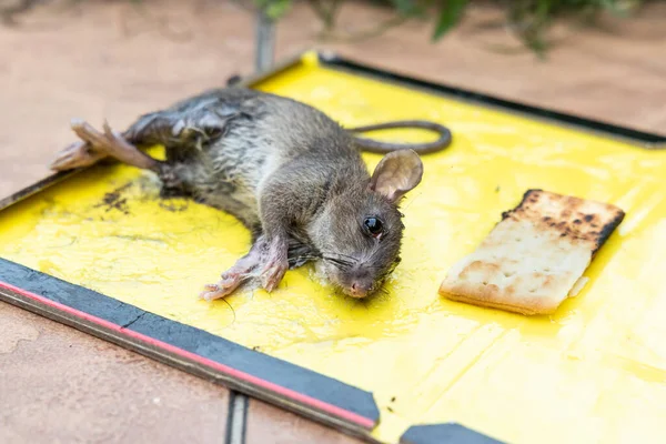 Comment bien désinsectiser une maison après une infestation