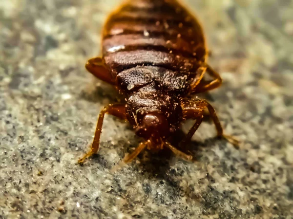 Punaise de lit Guérard