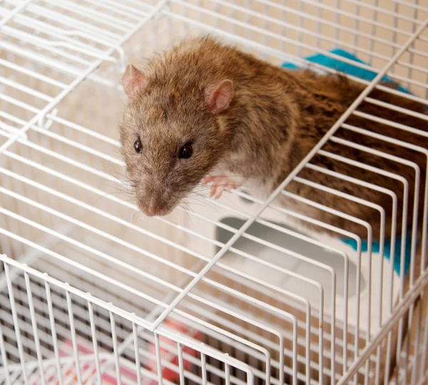 Les solutions de désinsectisation pour les terrasses et balcons