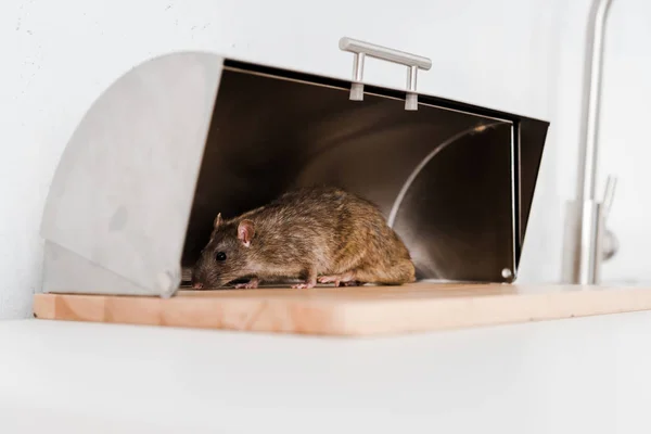 Comment prévenir une infestation de rats chez vous
