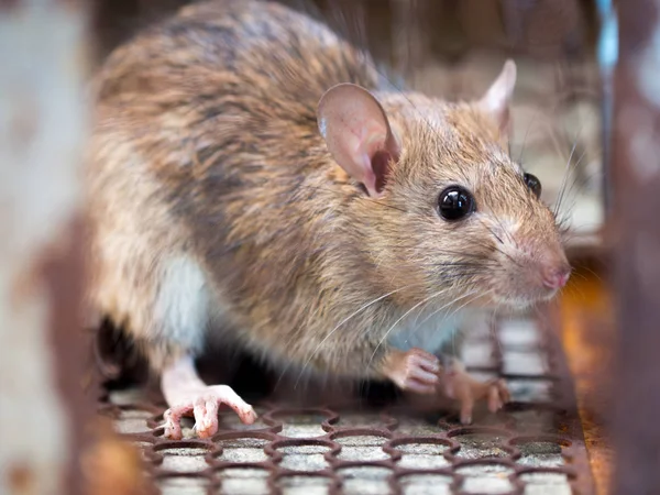 Dératisation quelle est la fréquence idéale pour éviter une infestation
